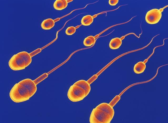 长沙同性供卵代怀-合法的供卵医院